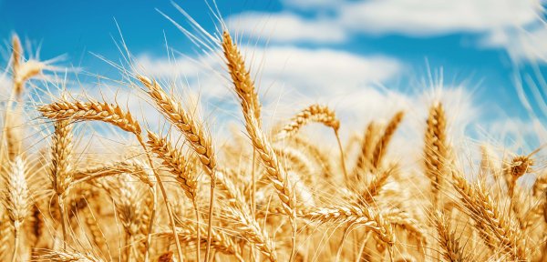 Поле с колосками