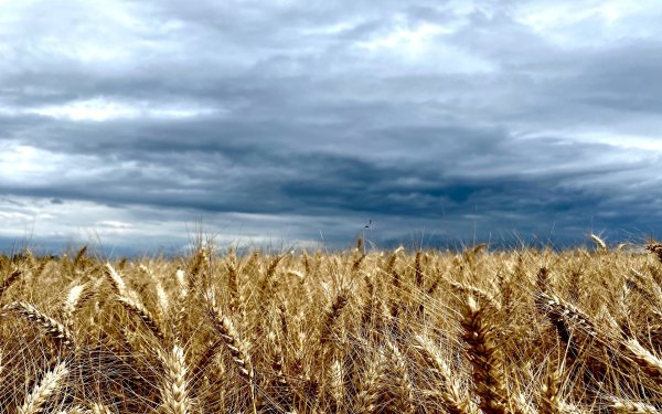 Агнес денес пшеничное поле