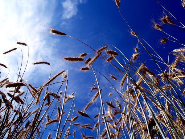 Колосья небо