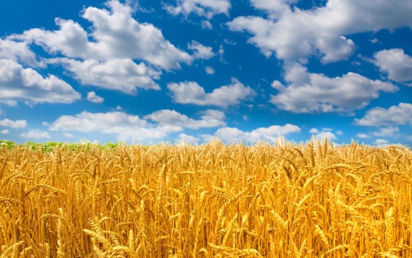 Хлебное поле