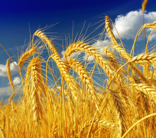 Пшеница фото
