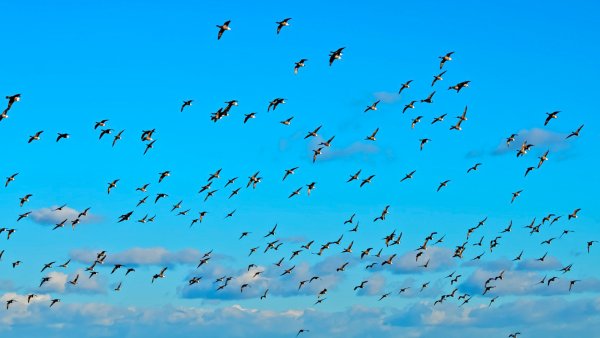 Стая птиц