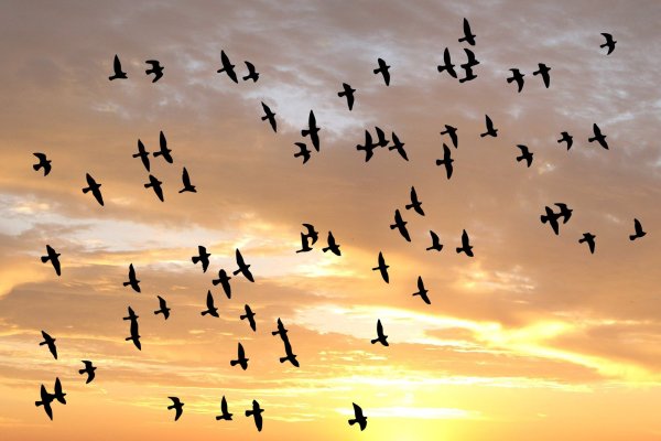 Журавлиный Клин война