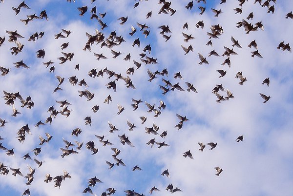 Птицы улетают