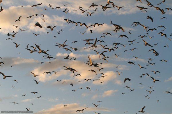 Птицы в небе