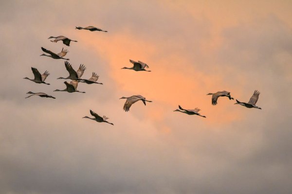Долина падающих птиц Индия