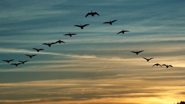 Птицы в небе