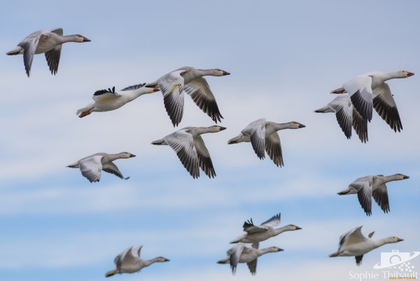Гуси перелетные птицы Клин