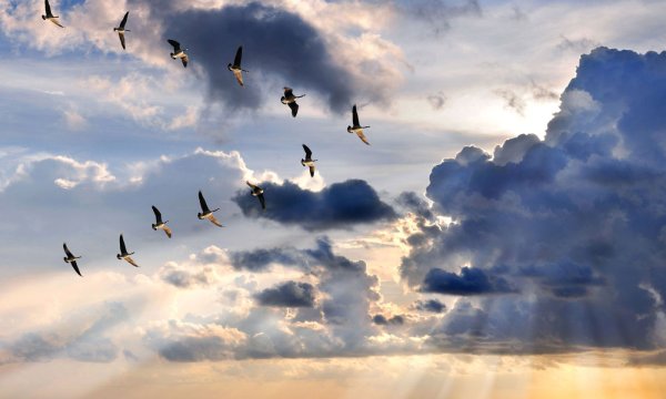 Гуси улетают