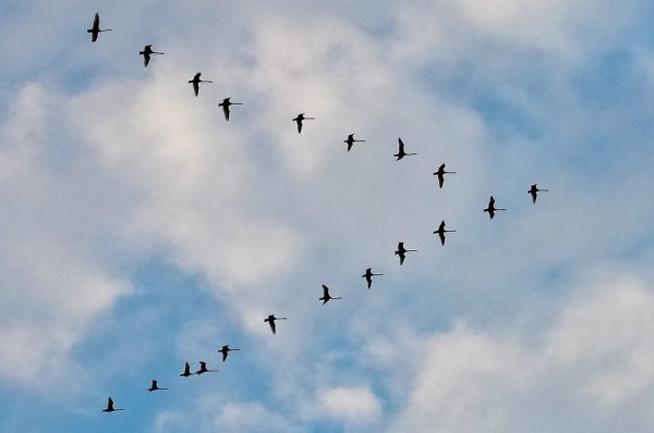 Клин перелетных птиц
