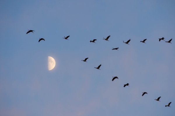 Клин вереница стая