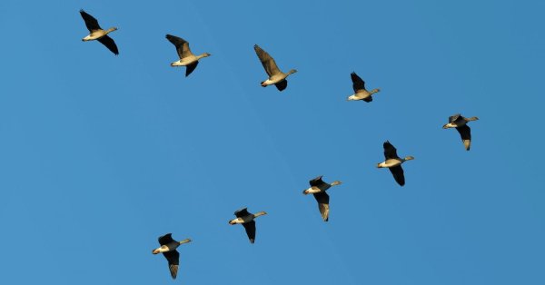 Перелетные птицы Клин косяк