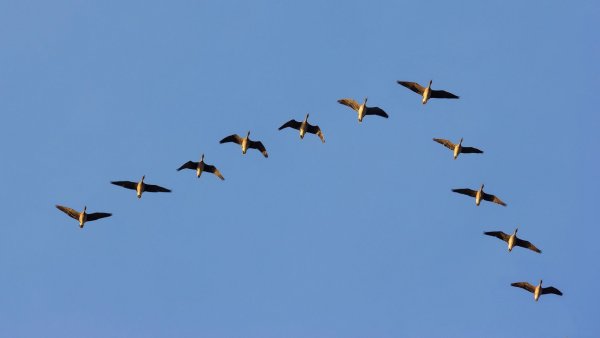 Перелетные птицы Клин косяк