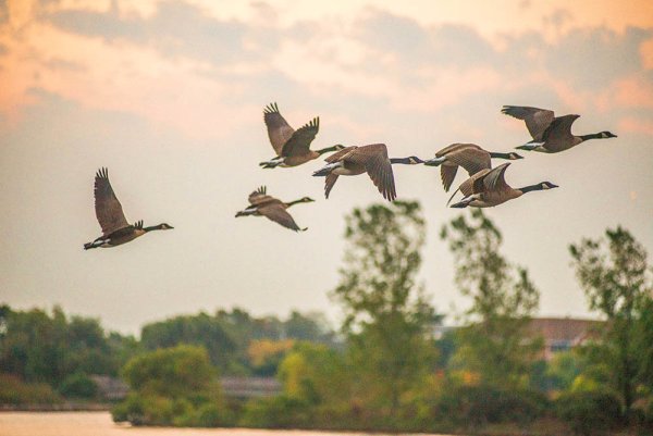Отлет птиц осенью