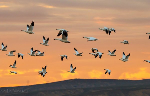 Вожак стаи птиц