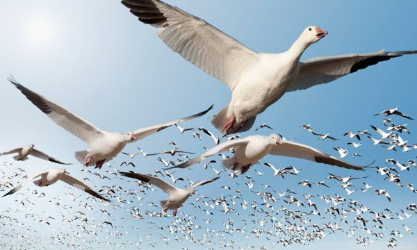 Стая лебедей в полете