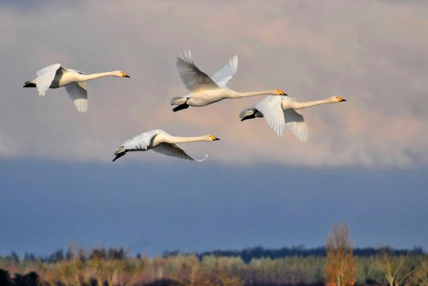 Клин гусей в небе