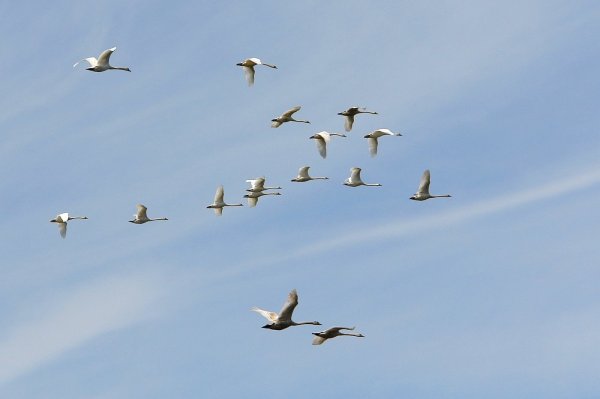 Перелет птиц