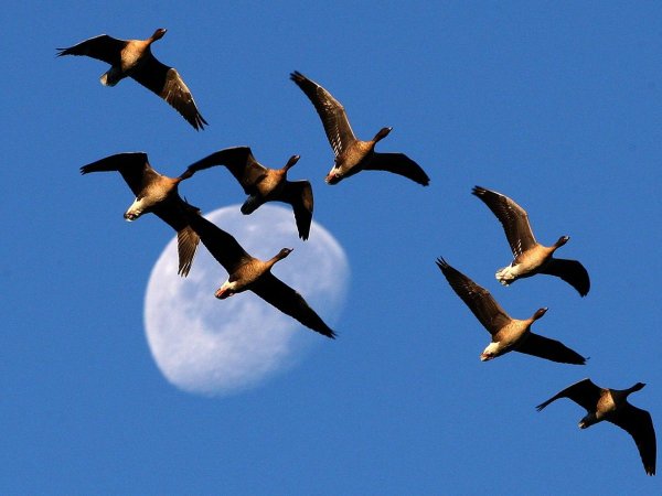 Дикие гуси перелетные птицы