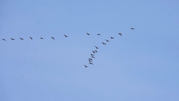 Гуси перелетные птицы Клин