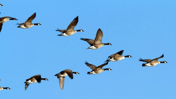Перелет гусей