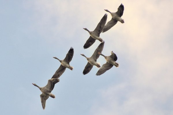 Перелет лебедей