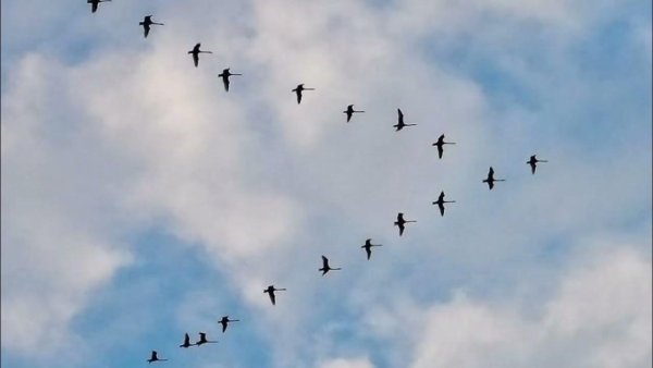 Птицы собираются в стаи