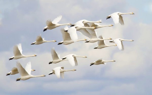 Стая лебедей в небе