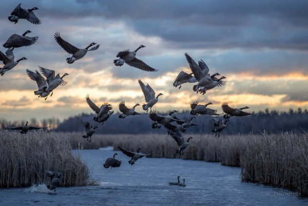 Косяк перелетных птиц