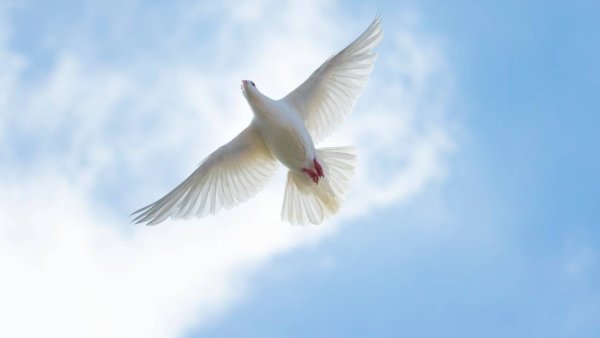 Голуби в небе