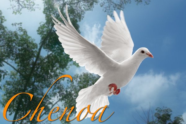 Голуби в небе