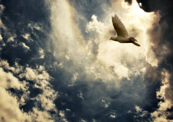 Белые голуби в небе