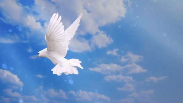 Голуби в небе