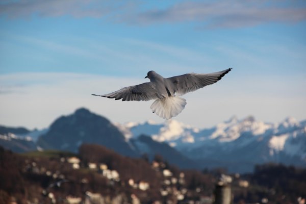 Мирное небо