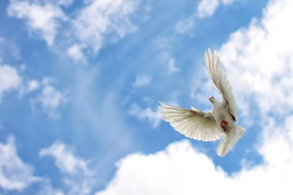 Голуби в небе