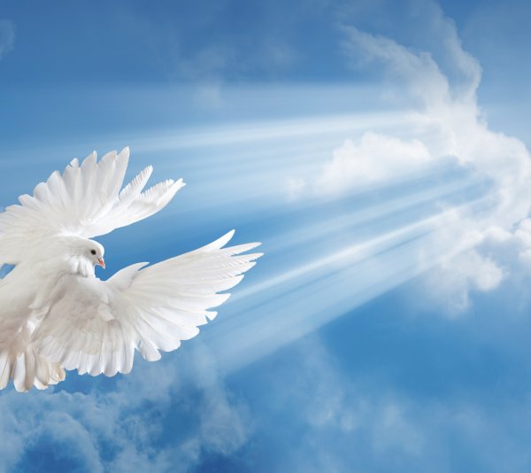 Голубь в полете