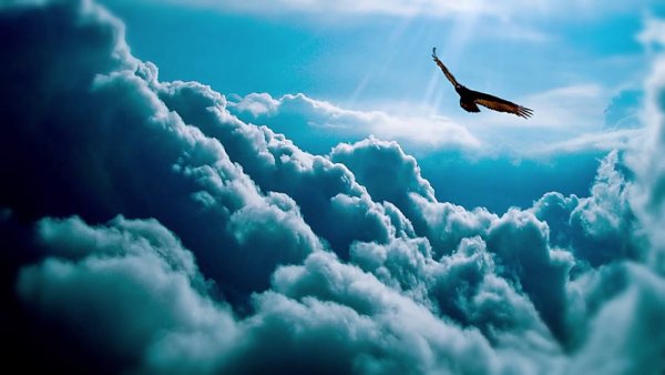 Полет птицы в небе