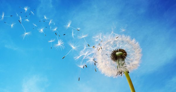 Одуванчик на голубом фоне