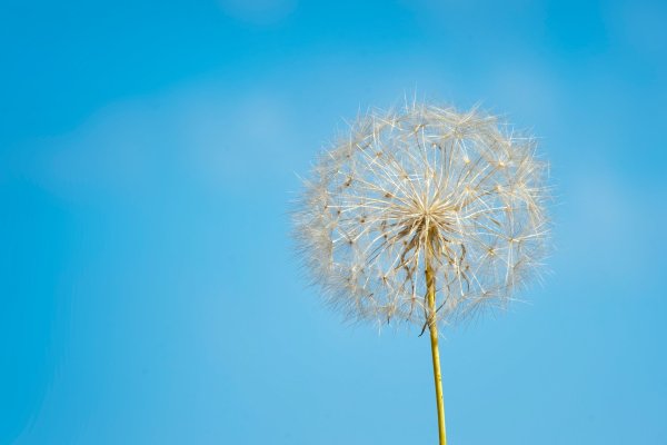 Одуванчики на голубом небе
