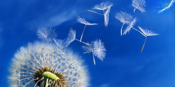 Одуванчик на ветру