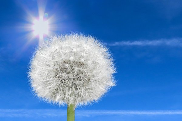 Одуванчики на фоне голубого неба