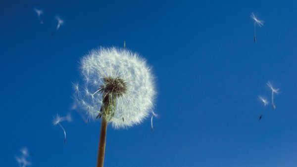 Одуванчик небо