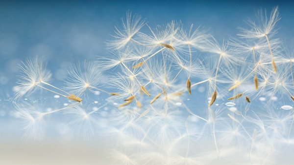 Одуванчик небо