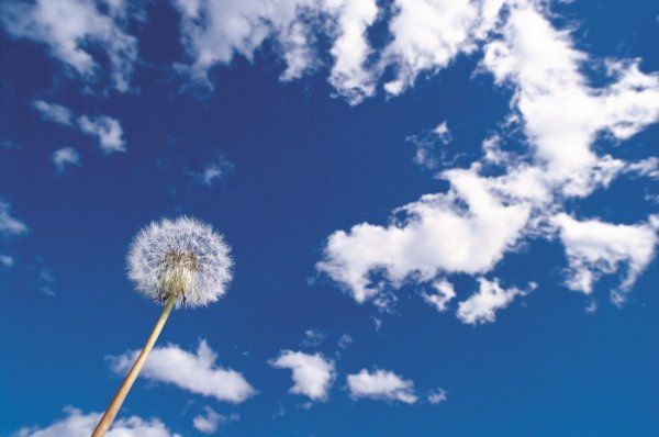 Яркий одуванчик