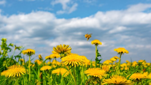 Одуванчик солнышко