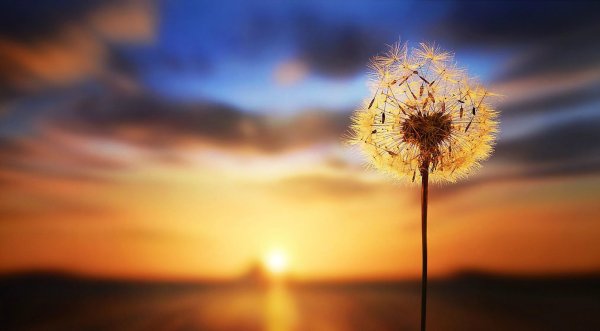 Одуванчик отцвел