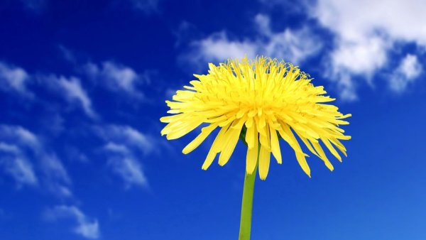 Парашютики одуванчика