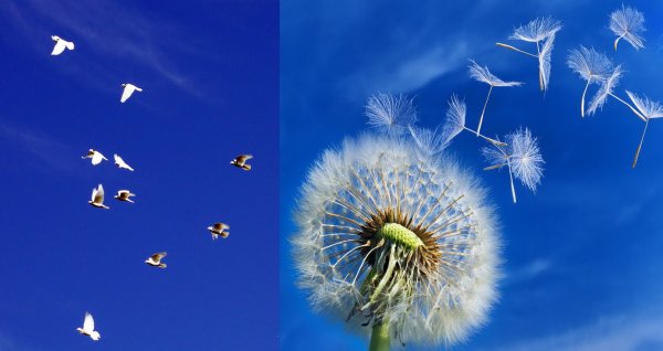 Фон одуванчики