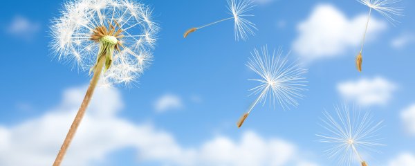 Летающие одуванчики