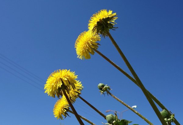 Алексей Кульбаба